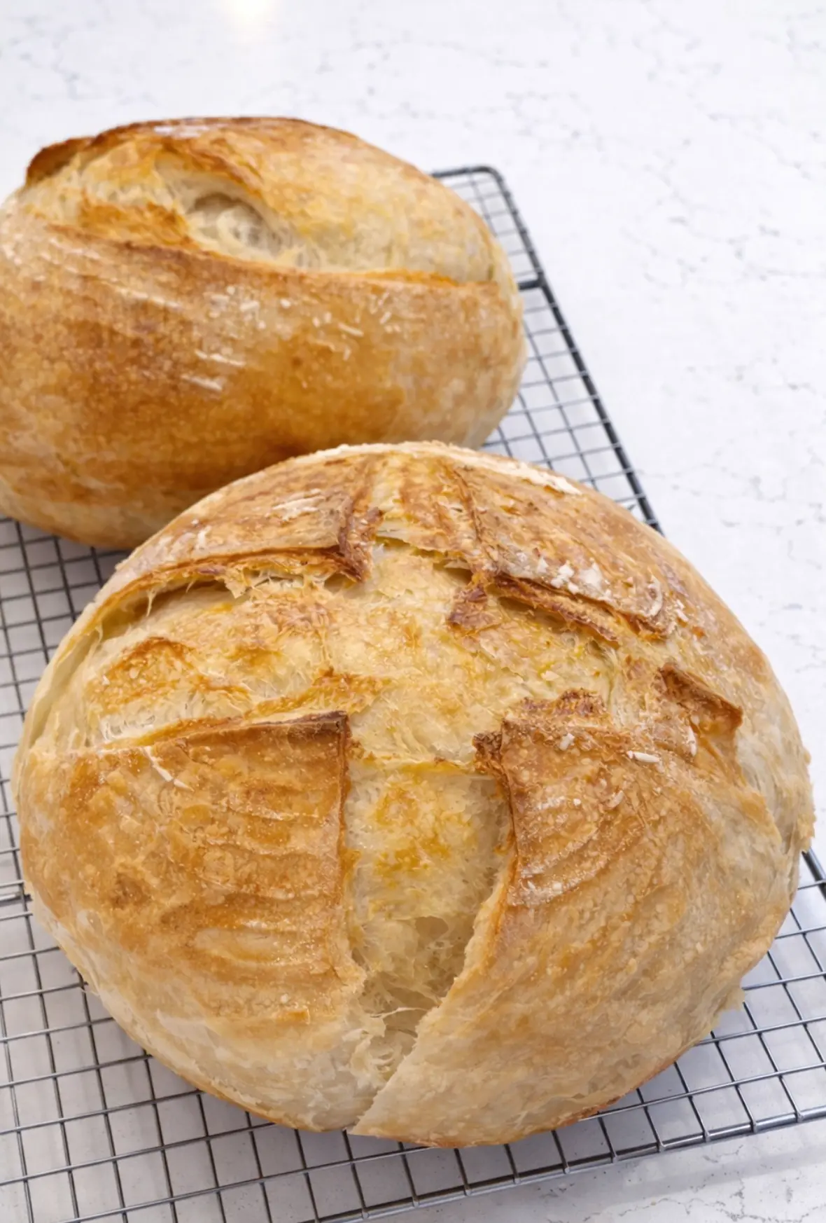 Two round sourdough boules with cross-hatch scoring